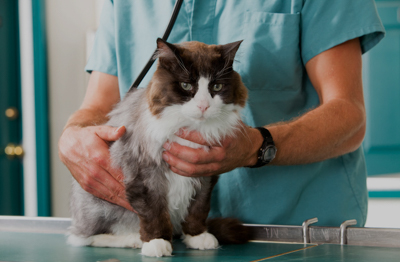 Cat with doctor
